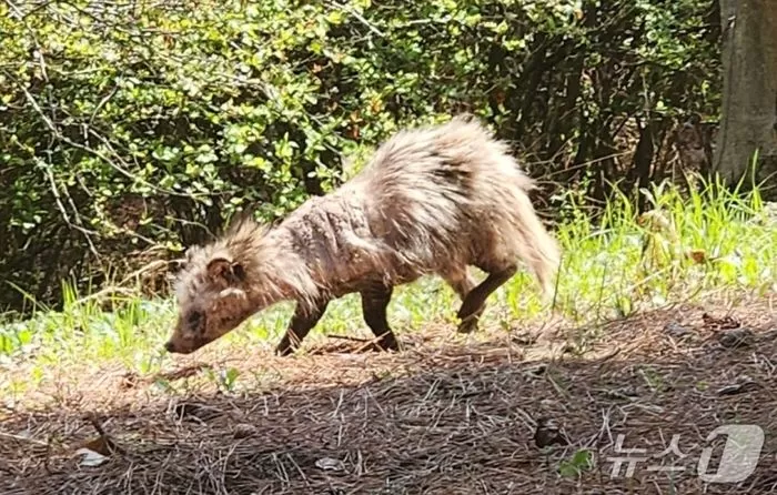 “Fur-Lacking Animals Spotted Everywhere in Songdo City… Raccoons Infected with ‘OOO'”