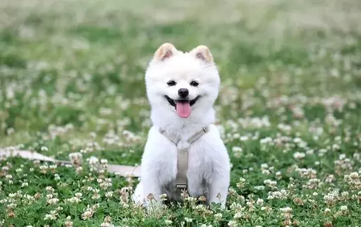“Don’t Let Your Dog Loose in the Grass”… ‘47% Mortality Rate’ Infectious Disease Targeting Owners, Exposed Risk Soars