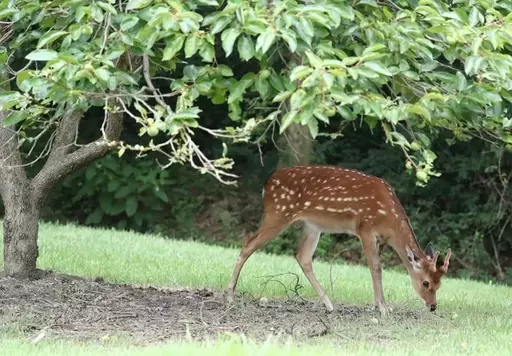A deer abandoned after being raised for antler greed, over 1,000 in the country… now classified as ‘protected wildlife’