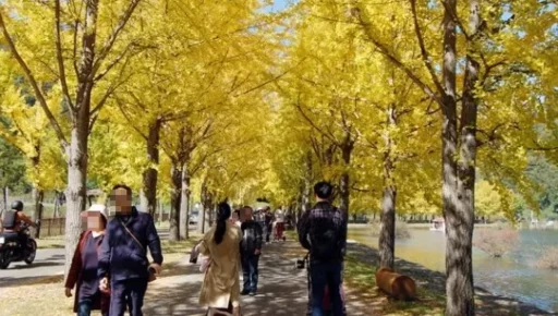 When the bank fruit falls, the smell is terrible… instead, the ‘trend’ is the Paulownia tree