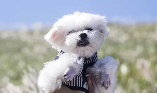 Controversy Arises After Child’s ‘Unmanaged’ Pet Dog’s Waste… Parents Say in Apology Note, “It’s Okay to Kick the Puppy”