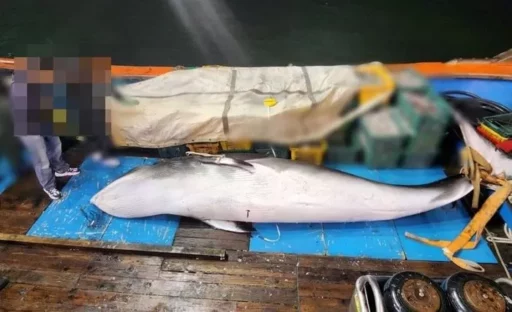 ‘Sea Lotto’ Mink Whale Discovered Off the Coast of Gunsan… Saw the Auction Price