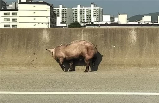 A pig escapes on the Incheon highway… “Fell from the truck during transportation”