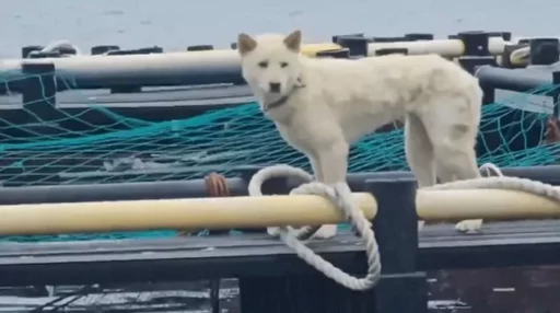 “‘Skinny’ white dog guarding the fish farm on the sea ahead of the typhoon (video)”