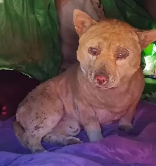 The dog that stayed to guard the house even after its leash was taken off to escape during the massive wildfire in Gyeongbuk… Updates shared after two months.