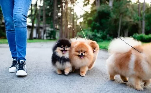 “Can’t Handle the Mess from Dog Waste”… Results of Residents’ Voting on Petition to Stop Dog Walks Have Come Out