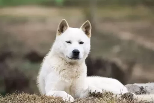 “It seems like it was hit with a shovel”… Jeju Jindo dog found bleeding, police investigation underway