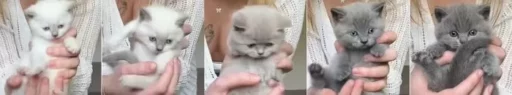 Ink running out…? The ‘Gradient Kitten Brothers’ gradually turning from gray to white (video)