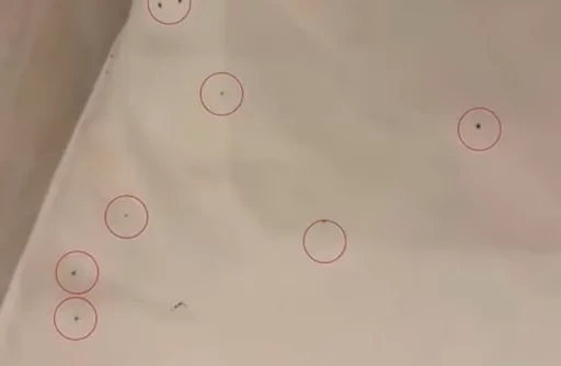 Stayed at a hotel in Daegu and ended up at the hospital… Turned on the light and found this crawling on the blanket.