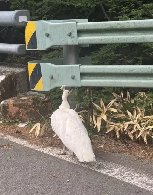 “Why are you at Hallasan?”… The mysterious peacock that appeared on Hallasan