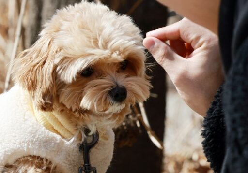 One in Three Koreans is a ‘Pet Owner’… Average Treatment Cost Exceeds 1 Million Won