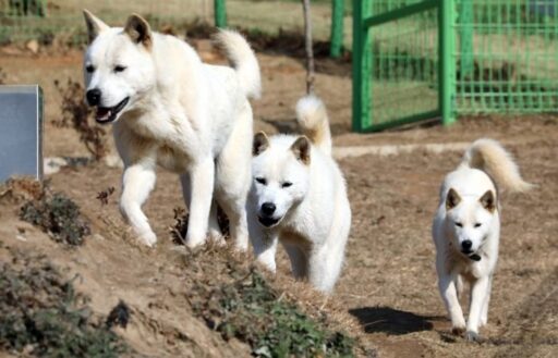 Three Untethered Dogs Attacked a Person, But the Owner Said, “The Victim Fell Down Alone?”