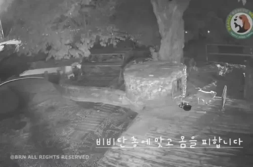 “I was just curious about the dog’s reaction” – Words from the perpetrator of the BB gun shooting… Parents ‘threaten’ the victim.