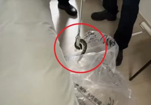 “Endangered Species Ball Python Appears in Hotel Room in Yangyang, Gangwon… ‘Abandoned Pet Snake Suspected’ (Video)”