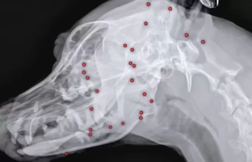 “Being Alive is a Miracle”… A White Dog That Has Survived With 70 Bullets Embedded in Its Body