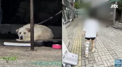 Large dog tied up at a car center bitten in ‘dog attack’… “Injured with severe damage requiring 6 weeks of recovery” (video)