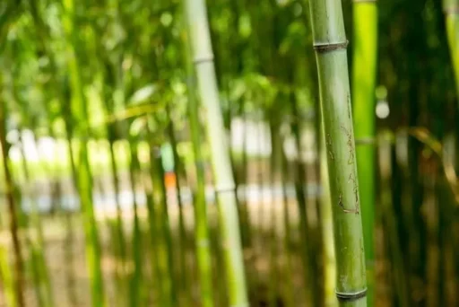 An 80-Year-Old Man Cutting Bamboo in Gokseong Dies from Heat Illness