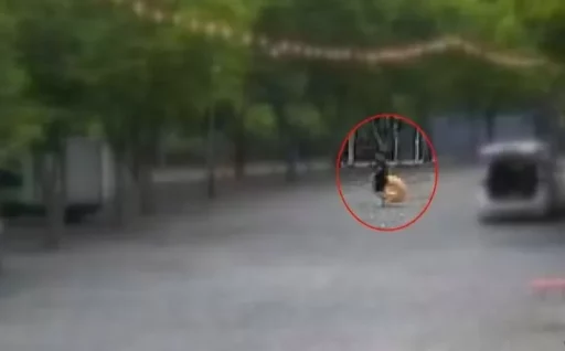 “While trying to retrieve a drifting ball”… 7-year-old child drowns in a 3-meter deep stream in front of a camping site in Youngwol.
