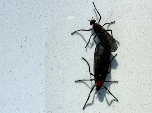“Will the Lovebug Horror End?” Government Developing Insecticides to Eliminate Larvae… Found it in ‘This’