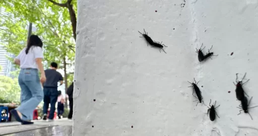 Wearing ‘this color’ when lovebugs appear can cause big problems.