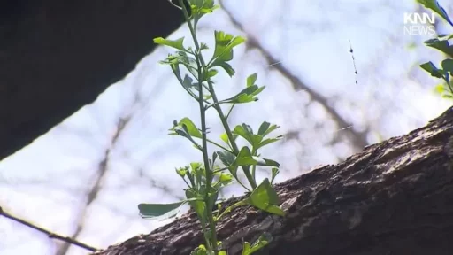 900-Year-Old Ginkgo Tree Charred by Hadong Fire… ‘New Leaves’ Sprouted After 3 Months (Video)