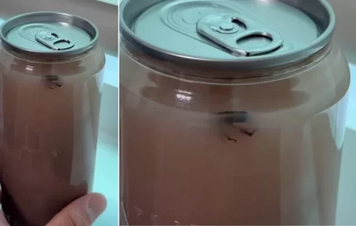 A cafe sends the wrong ‘drink’ and can’t refund it, telling me to just drink it, only to find ‘bugs’ floating in it.
