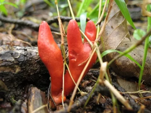 “Don’t eat it, it’s a deadly mushroom”… Mushrooms shared in online ‘recipe sharing’