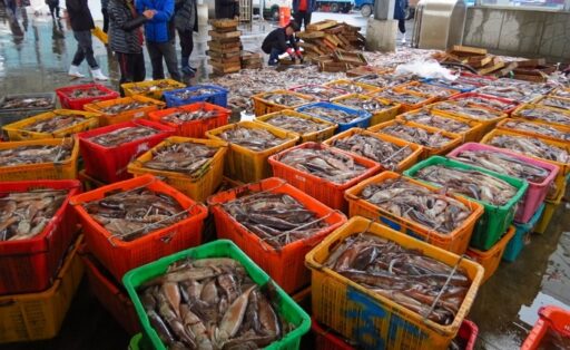The ‘squid’ that left home has flocked back to the East Sea… You can enjoy squid sashimi at a low price.