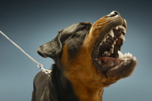 “Pets are Family”… Court Fully Recognizes Compensation for Dog Bite Victim