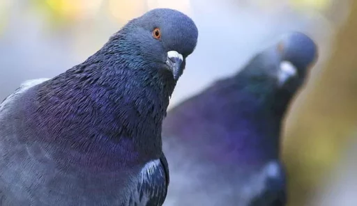 From now on, feeding pigeons will incur fines… “You might spit out 2 weeks’ salary.”
