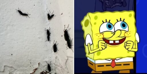 “‘Lovebug Like ‘SpongeBob’ Contentization’… Argument That Recognition as ‘Eco-Friendly Organism’ Is Desirable Emerges”
