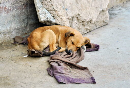 A 70-year-old man abused a stray dog with a blunt object and dumped it in a drainage ditch… what he said when caught by the police.