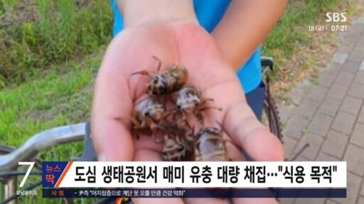 Chinese People Appearing in the Park Every Evening… Gathering to Eat ‘This’ (Video)