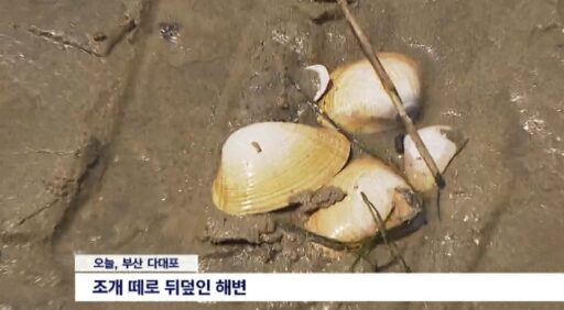 Hundreds of meters of dead shellfish shocked even the locals… What happened in Busan?