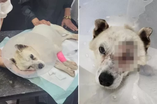 Dog ‘Maehwa’ Shot by Hundreds of BB Bullets as Marine Finally Undergoes ‘Eye Extraction’