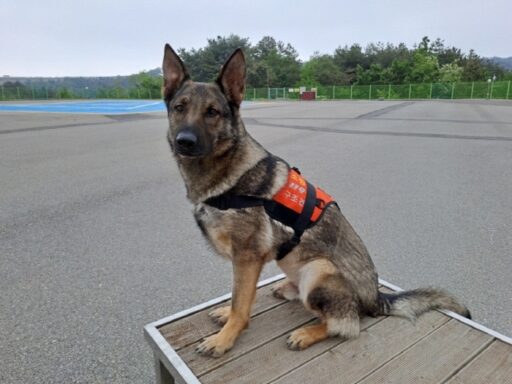 “Rescue Dogs Make Great Strides in Finding Missing Persons Buried in Debris”