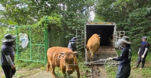 A cow lost due to extreme heavy rain… rescued after drifting 30km from Sancheong to Jinju.