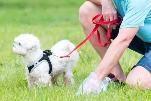 “Dog Owner Lets Dog Defecate in No-Pets-Allowed Unmanned Cafe… Dog Waste Thrown into Trash Can”