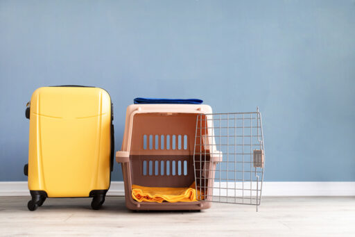 “A 6-Year-Old Dog That Went on a Trip to Jeju Together Died of Heatstroke After Being Loaded in the Airplane’s Cargo Hold”