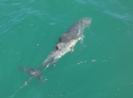 Another ‘baby dolphin’ caught in fishing line… Emergency declared in Jeju waters