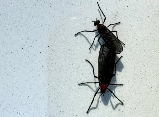 “Lovebugs are so tasteless that even birds won’t eat them?”… A few uncomfortable truths about ‘lovebugs’