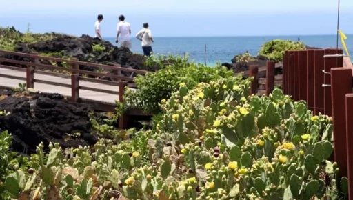 Jeju’s rainy season ends already in June… Only 8.5 days of rain fell