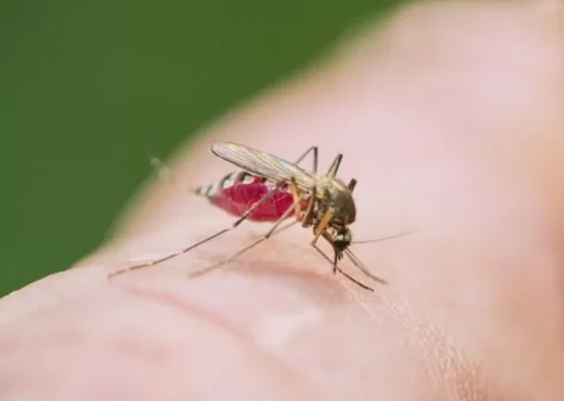 “I was glad not to see them this summer”… mosquitoes dried up by the heat will swarm in large numbers this autumn.