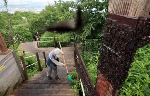 “Feel It Too”… A Person Who Released 20 Live Lovebugs in Busan