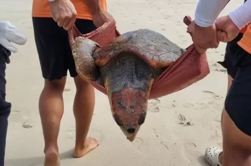 Endangered Red Sea Turtle Rescued in Jeju… Shell Measuring 21cm Had a ‘Fracture’