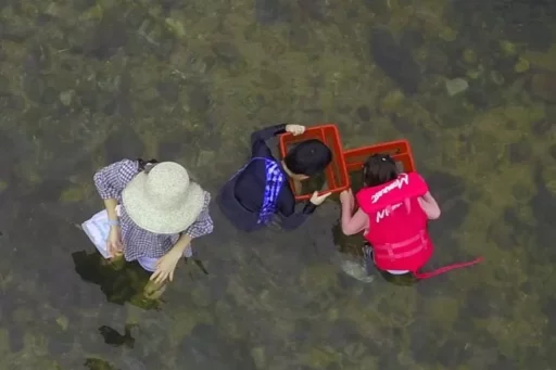 Accidents during mudshell collecting and water play in Mungyeong and Cheongdo… 1 dead