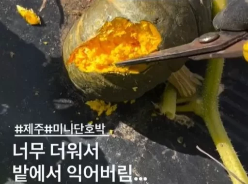 “When I went to harvest, there was a savory smell”… The heat wave in Jeju has even ripened mini pumpkins (video)