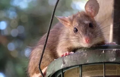 “I saw a swarm of rats at the bus stop and underground shopping mall”…Reports of rat sightings in Seoul increase after the heatwave and flooding.