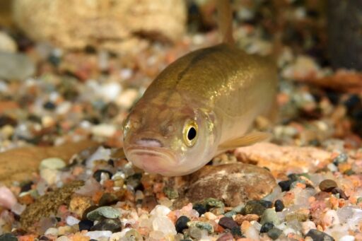 Sweet-tasting freshwater fish Cheonghwang, now you can eat it as much as you want.