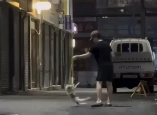 A 30-year-old man spinning his girlfriend’s dog ‘Pengi’ like a top in a Busan alley… ‘This is how’ he explained himself.